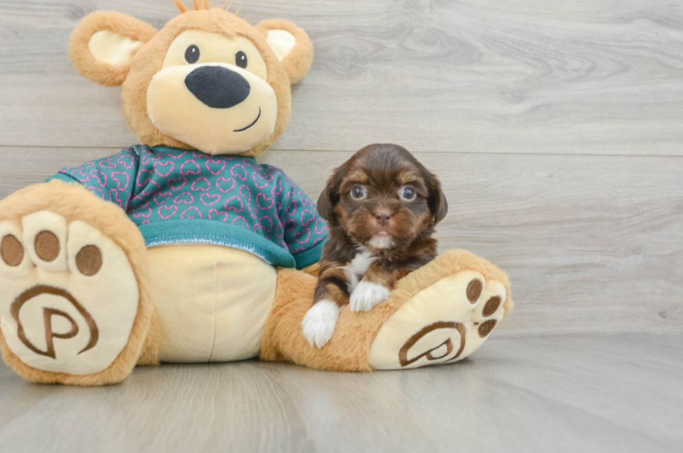 5 week old Shorkie Puppy For Sale - Seaside Pups