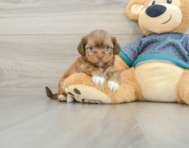 5 week old Shorkie Puppy For Sale - Seaside Pups