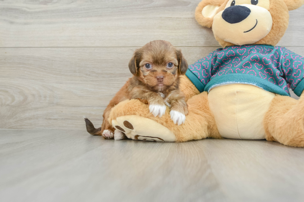 5 week old Shorkie Puppy For Sale - Seaside Pups