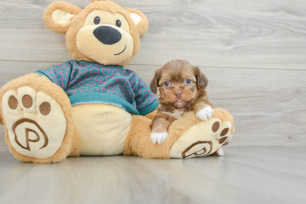 Happy Shorkie Baby