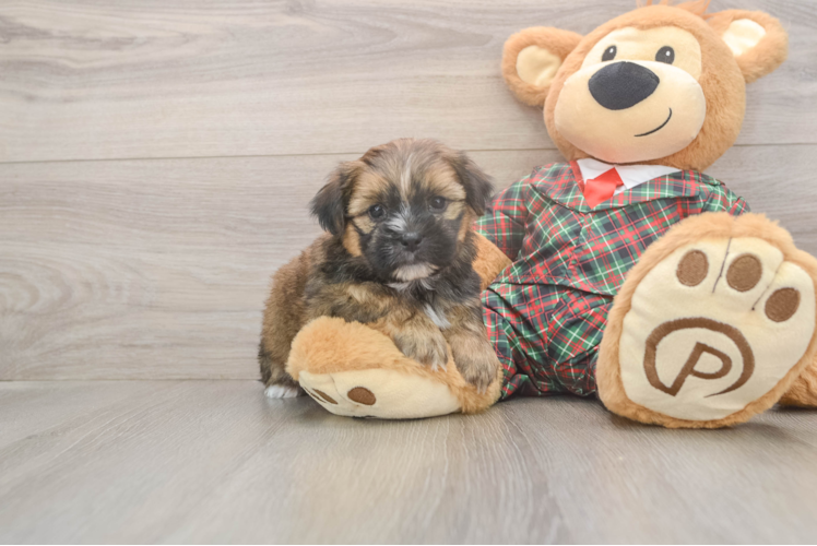 Funny Shorkie Designer Pup