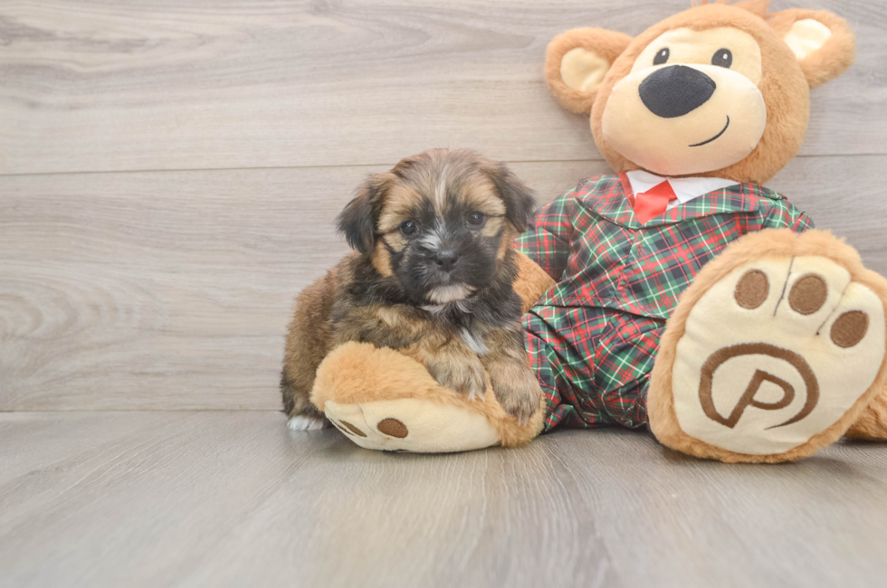 5 week old Shorkie Puppy For Sale - Seaside Pups