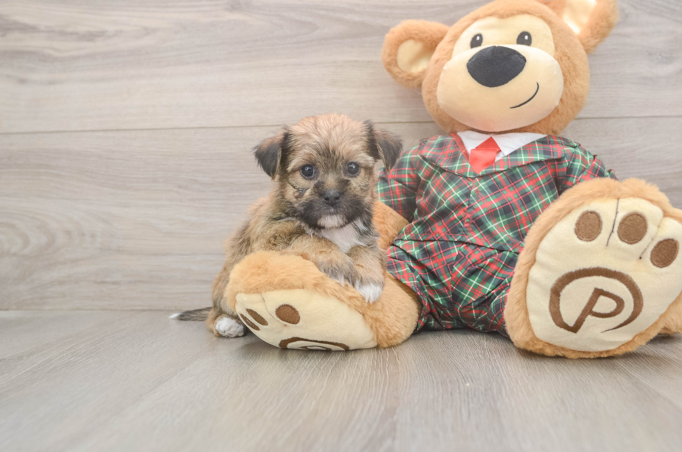 5 week old Shorkie Puppy For Sale - Seaside Pups