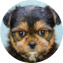 Shorkie Puppy For Sale - Seaside Pups Shorkie Puppy For Sale - Seaside Pups