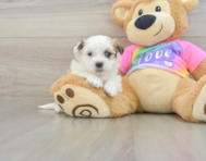 6 week old Teddy Bear Puppy For Sale - Seaside Pups