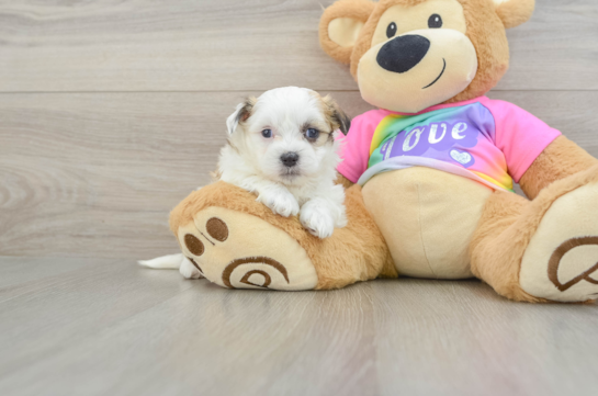 Best Teddy Bear Baby