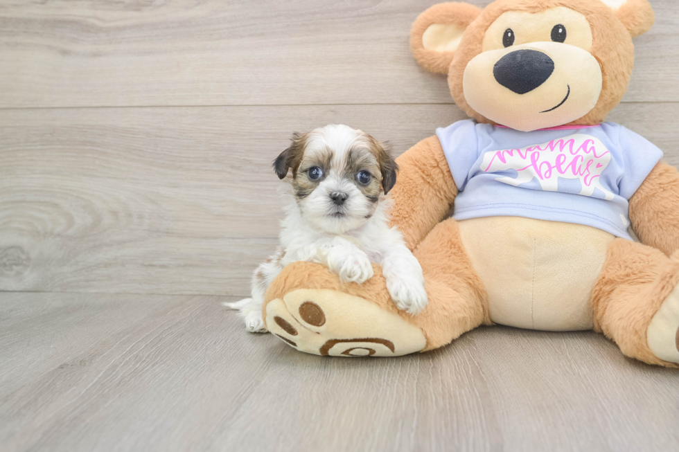 Popular Teddy Bear Designer Pup