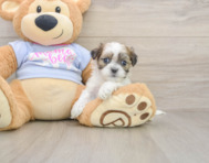 7 week old Teddy Bear Puppy For Sale - Seaside Pups