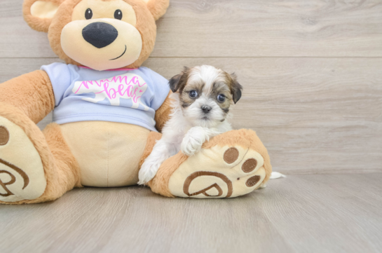 Cute Teddy Bear Baby