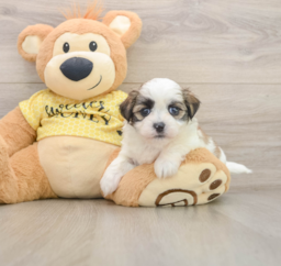 5 week old Teddy Bear Puppy For Sale - Seaside Pups