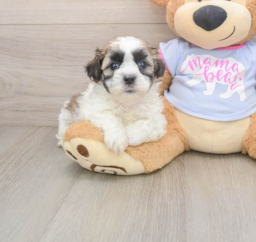 5 week old Teddy Bear Puppy For Sale - Seaside Pups