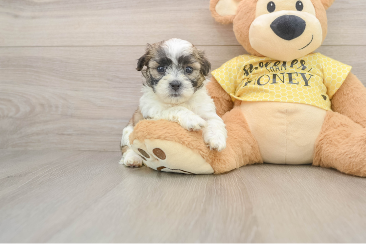 Happy Teddy Bear Baby