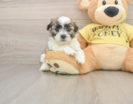 8 week old Teddy Bear Puppy For Sale - Seaside Pups