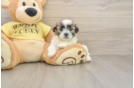 Teddy Bear Pup Being Cute