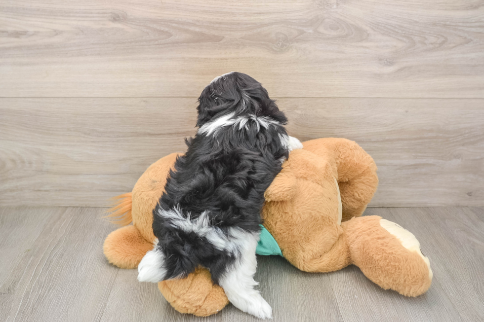 Small Teddy Bear Baby