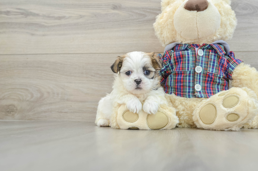 6 week old Teddy Bear Puppy For Sale - Seaside Pups