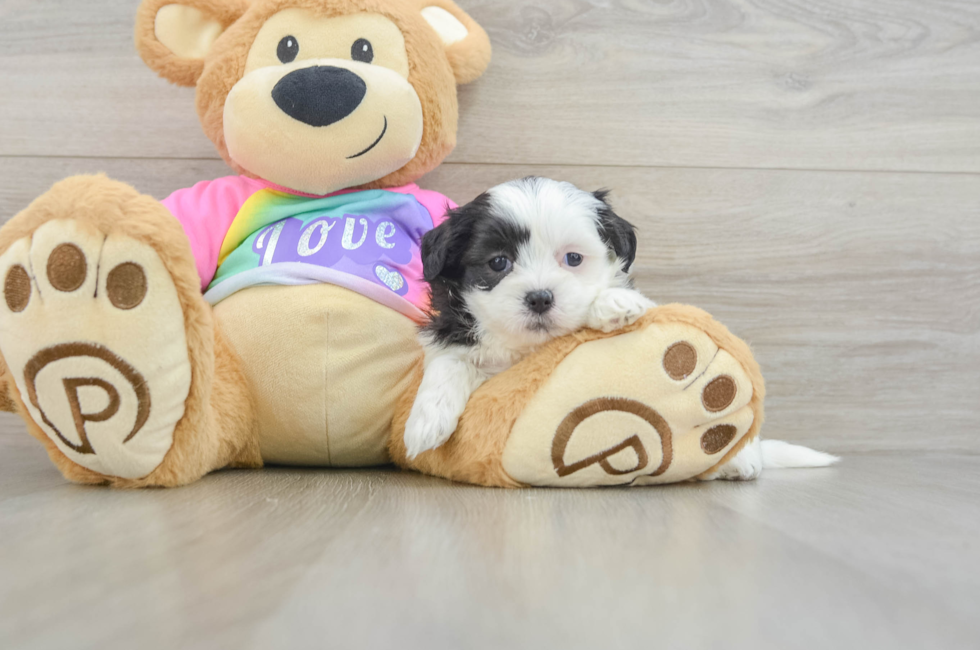 5 week old Teddy Bear Puppy For Sale - Seaside Pups