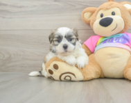 7 week old Teddy Bear Puppy For Sale - Seaside Pups