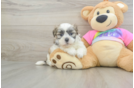Funny Teddy Bear Designer Pup