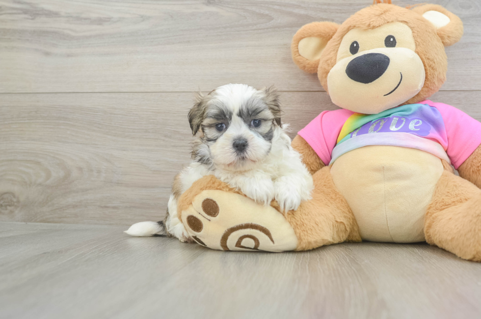 5 week old Teddy Bear Puppy For Sale - Seaside Pups