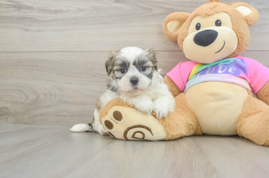 Funny Teddy Bear Designer Pup