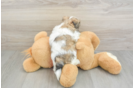 Sweet Teddy Bear Baby