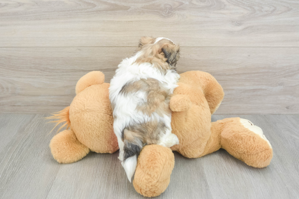 Sweet Teddy Bear Baby