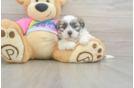 Teddy Bear Pup Being Cute