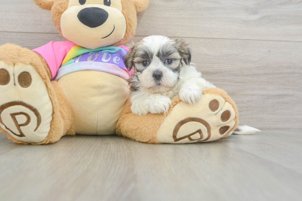 Teddy Bear Pup Being Cute