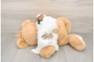 Teddy Bear Pup Being Cute