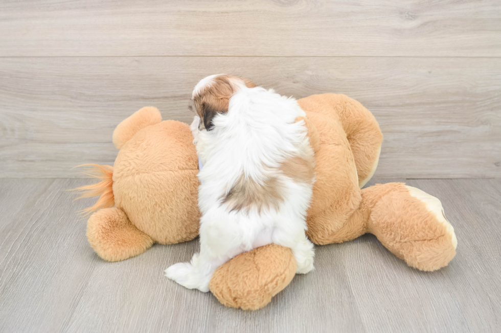 Teddy Bear Pup Being Cute