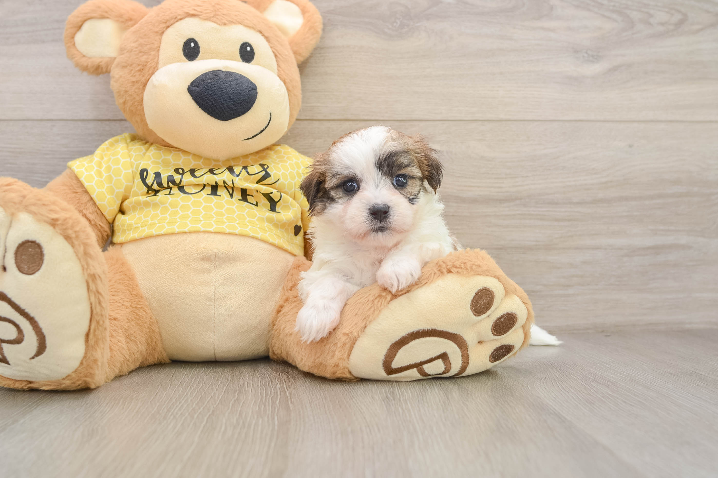 Teddy Bear Puppy for Adoption