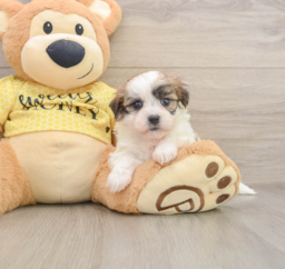 6 week old Teddy Bear Puppy For Sale - Seaside Pups