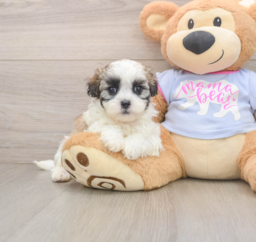 6 week old Teddy Bear Puppy For Sale - Seaside Pups
