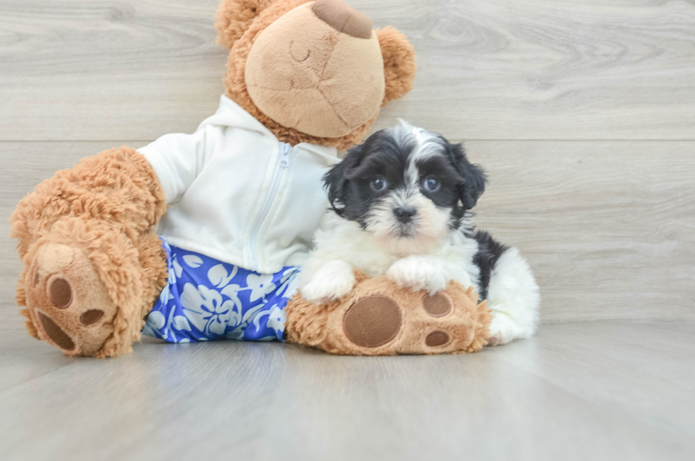 7 week old Teddy Bear Puppy For Sale - Seaside Pups