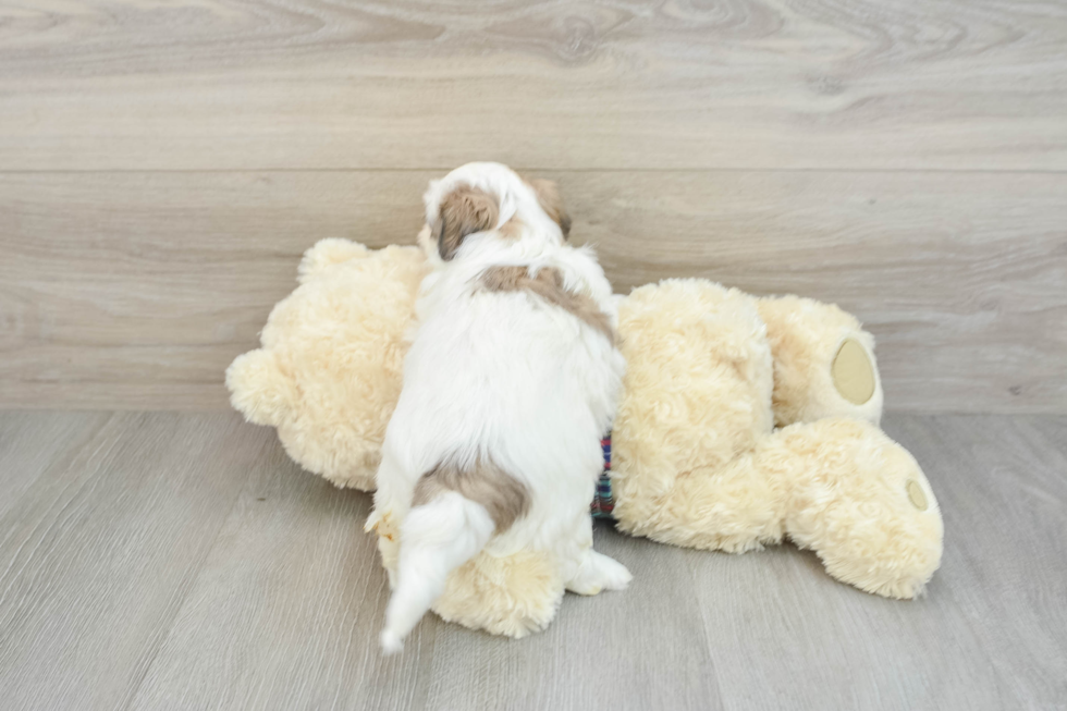 Teddy Bear Pup Being Cute