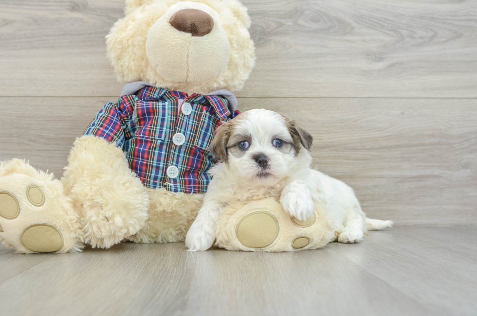 6 week old Teddy Bear Puppy For Sale - Seaside Pups