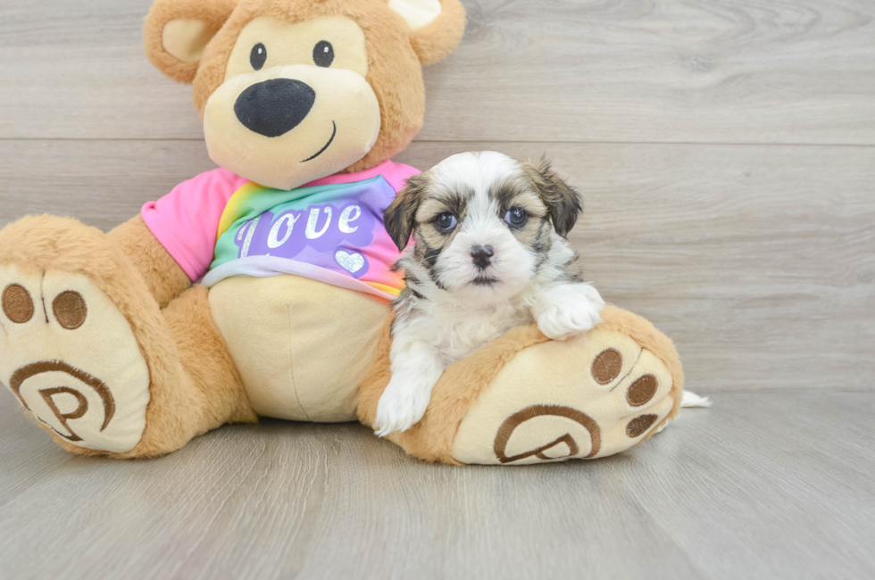 5 week old Teddy Bear Puppy For Sale - Seaside Pups