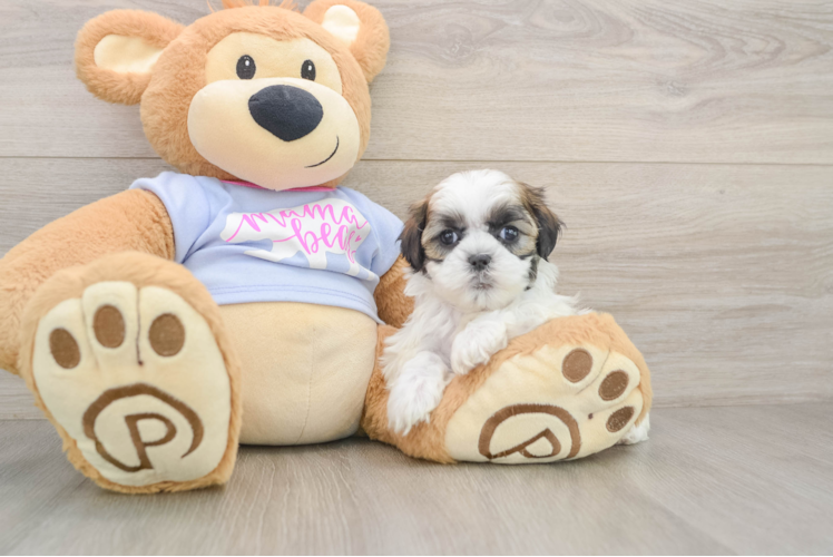 Small Teddy Bear Baby