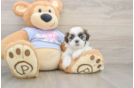 Small Teddy Bear Baby