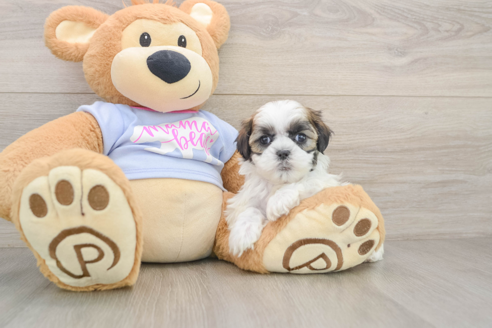 Small Teddy Bear Baby