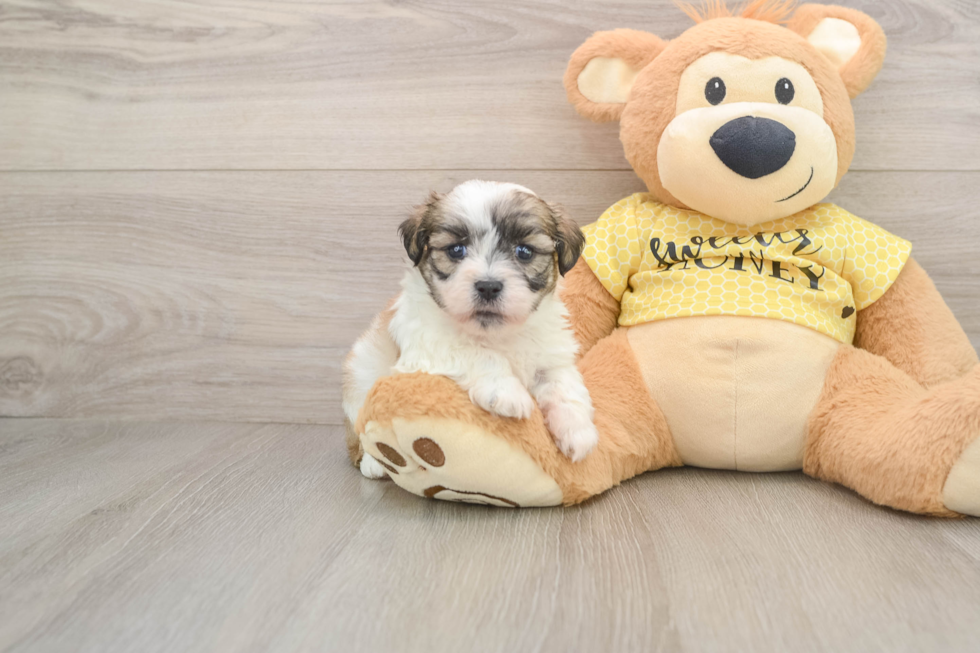 Small Teddy Bear Baby