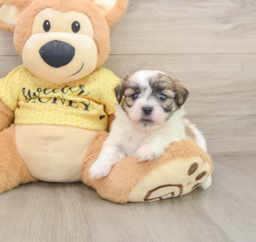 6 week old Teddy Bear Puppy For Sale - Seaside Pups