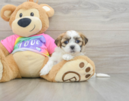 7 week old Teddy Bear Puppy For Sale - Seaside Pups