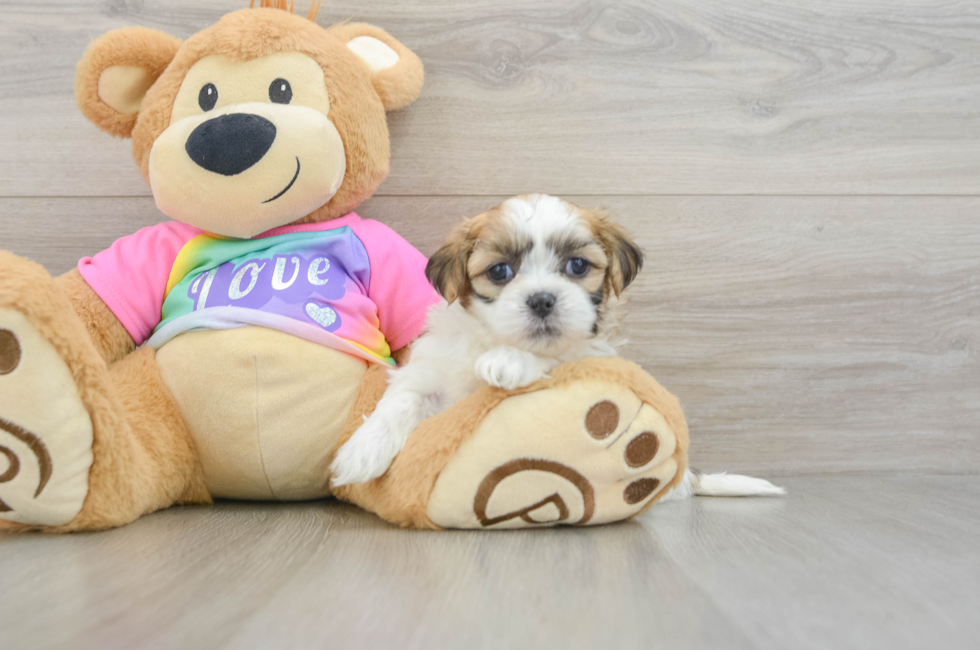 5 week old Teddy Bear Puppy For Sale - Seaside Pups