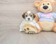 8 week old Teddy Bear Puppy For Sale - Seaside Pups