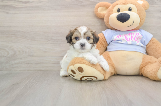 Fluffy Teddy Bear Designer Pup