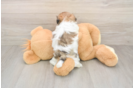 Sweet Teddy Bear Baby