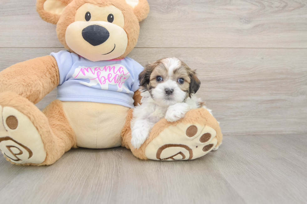 Playful Shit Designer Puppy