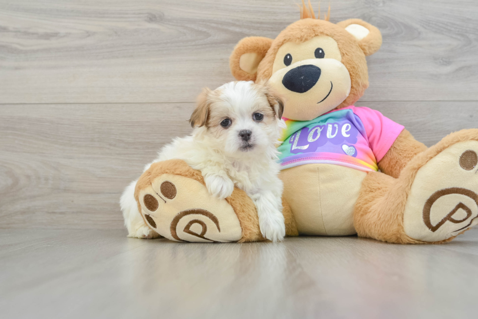 Smart Teddy Bear Designer Pup